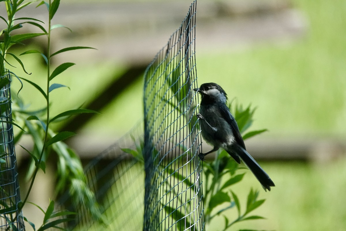 Black-capped Chickadee - ML621147491