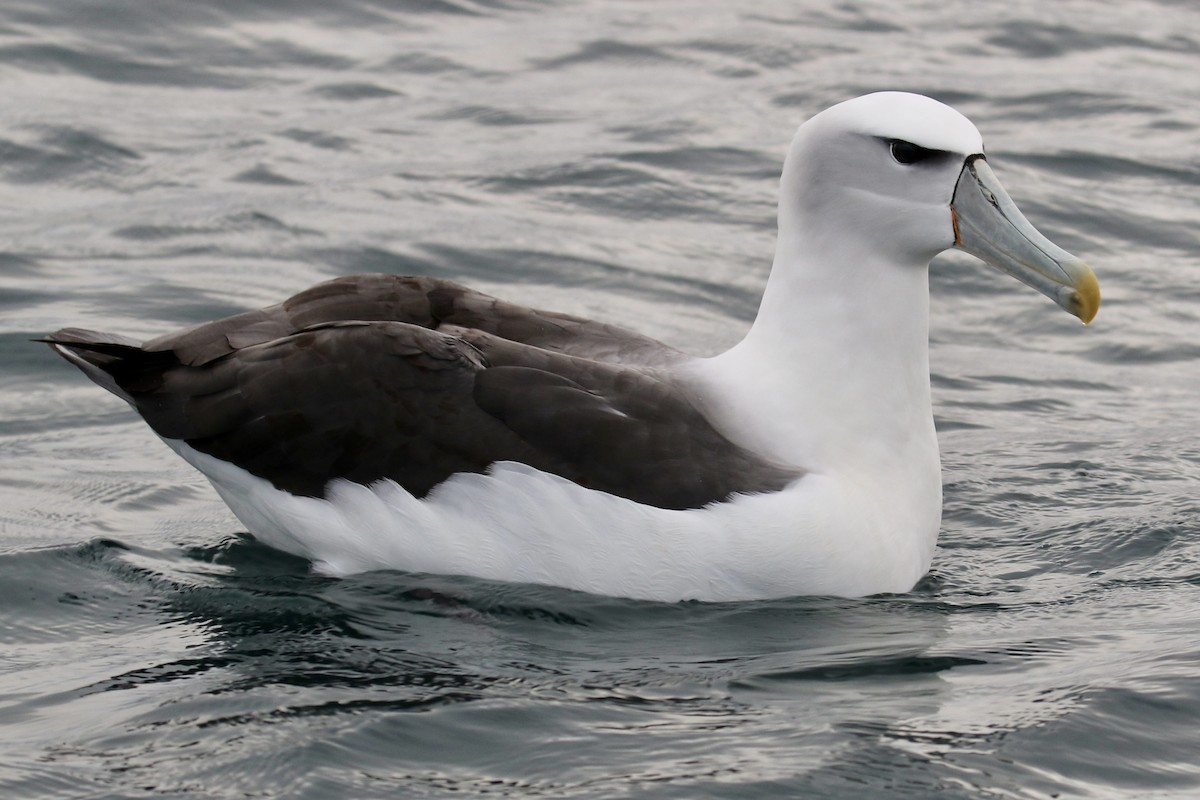 Albatros à cape blanche - ML621147528