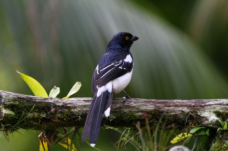 Magpie Tanager - ML621147529