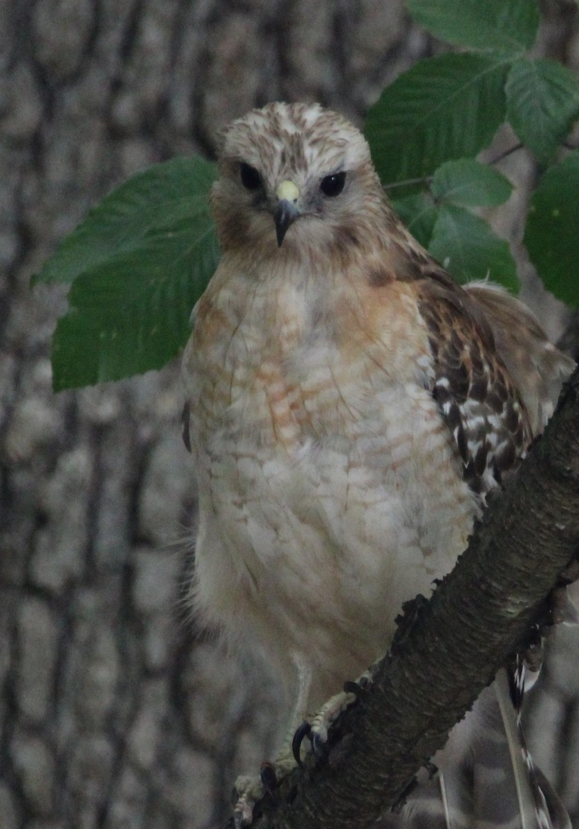 Red-shouldered Hawk - NE Ohio Duck Tracker - JUDY   ( ')>