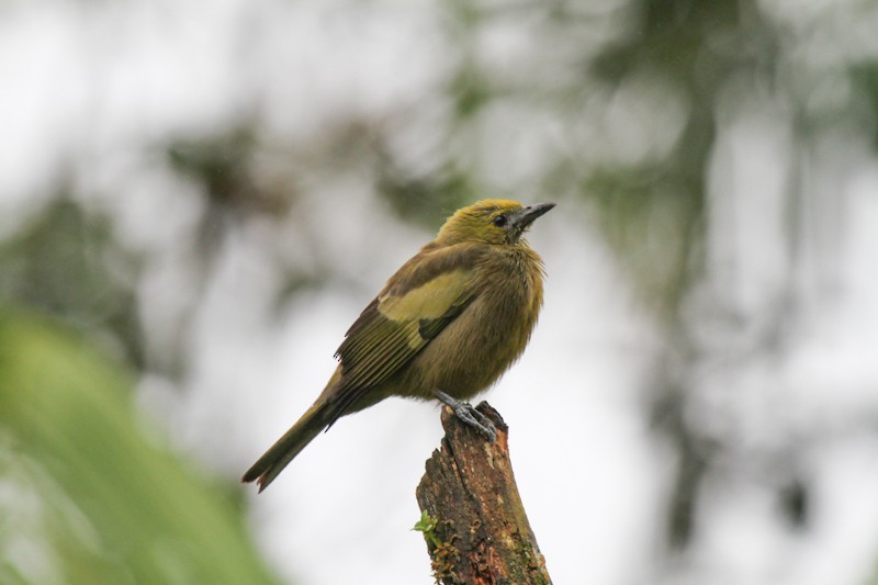 Palm Tanager - ML621147537