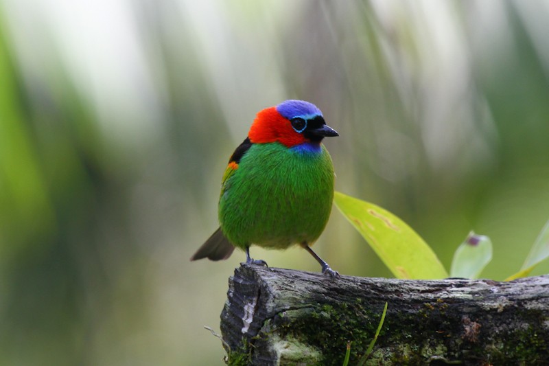 Red-necked Tanager - ML621147546