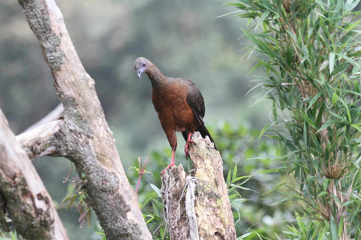 Sickle-winged Guan - ML621147549