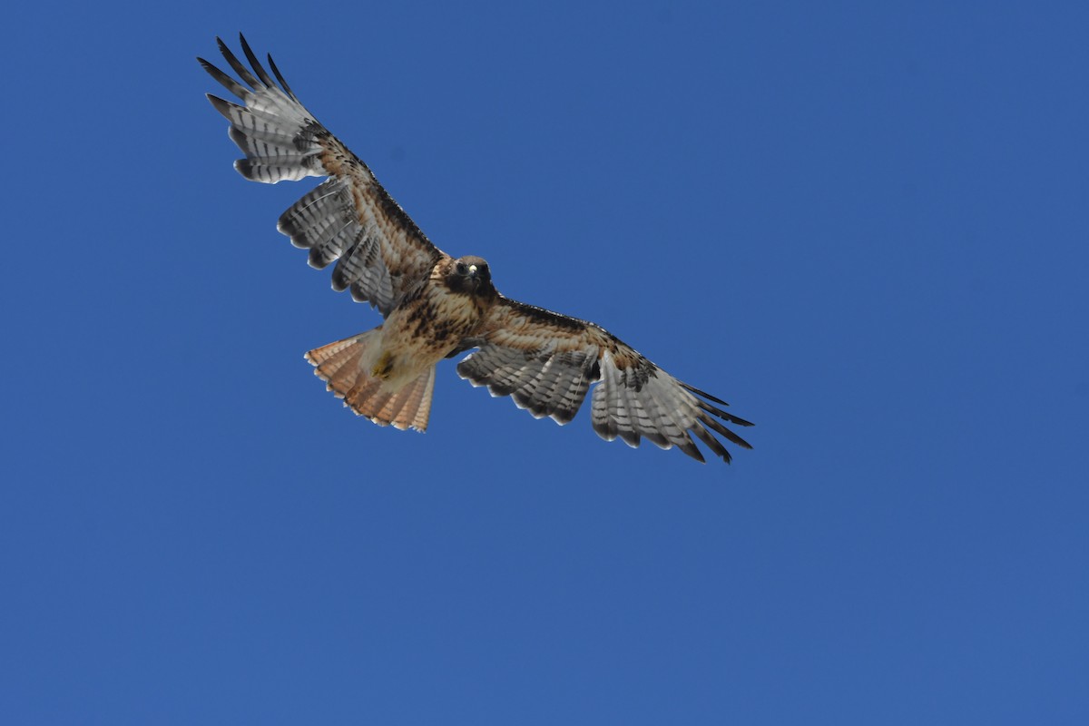 Red-tailed Hawk - ML621147561
