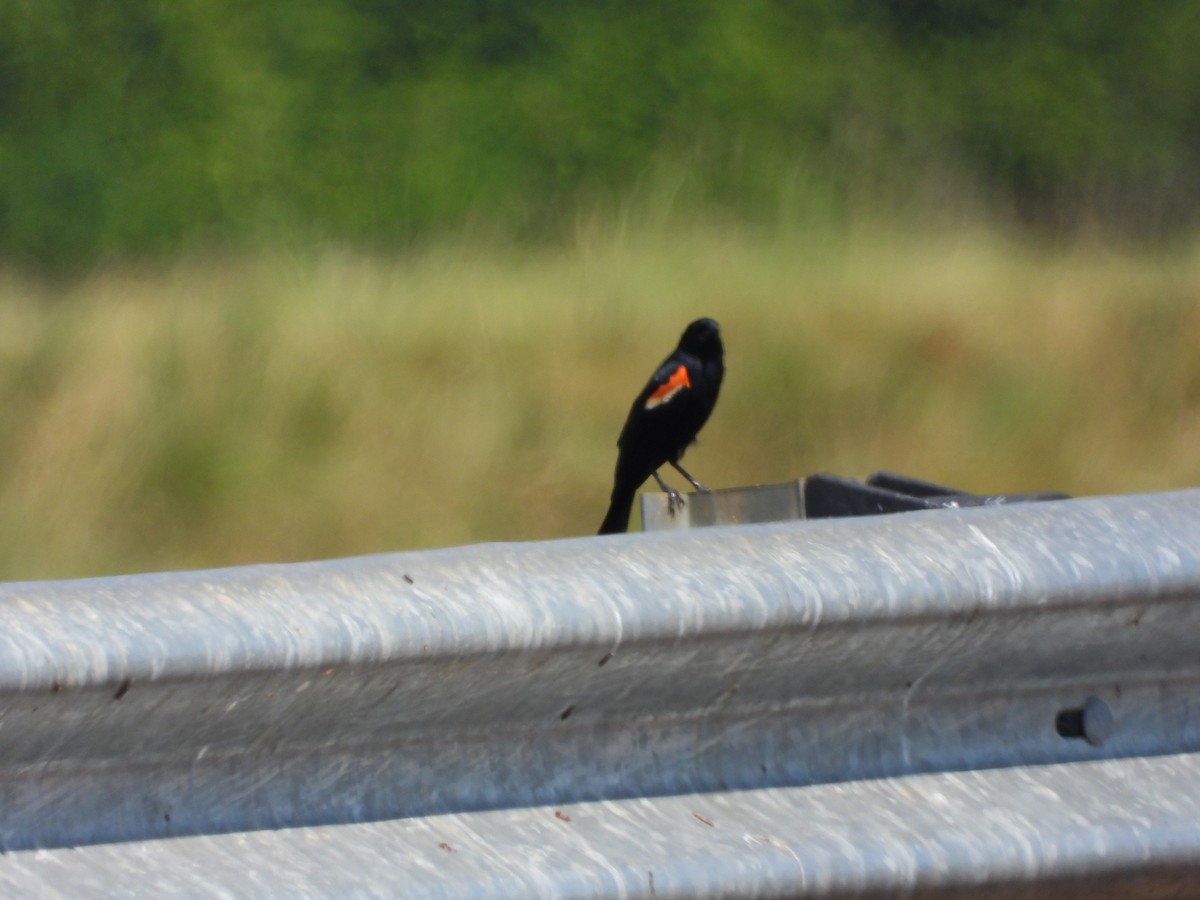 Red-winged Blackbird - ML621147596