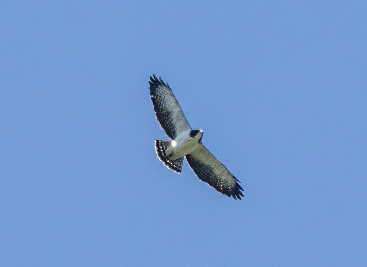 Short-tailed Hawk - ML621147694