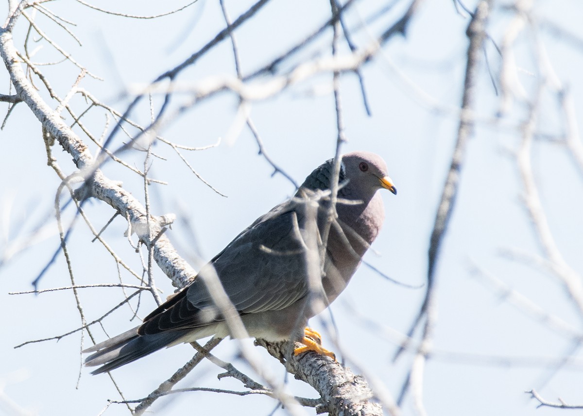 Band-tailed Pigeon - ML621147737