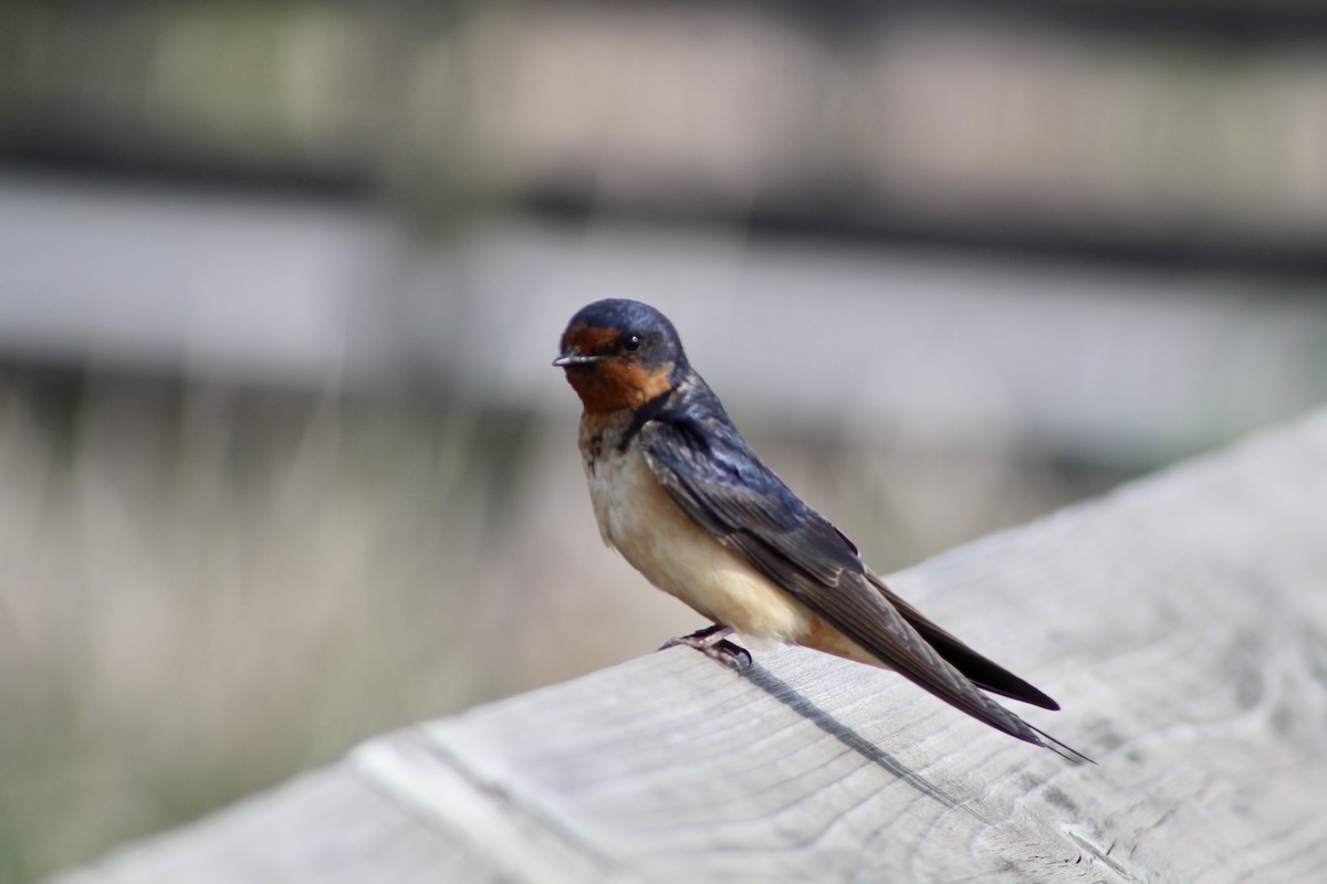 Barn Swallow (American) - ML621147739