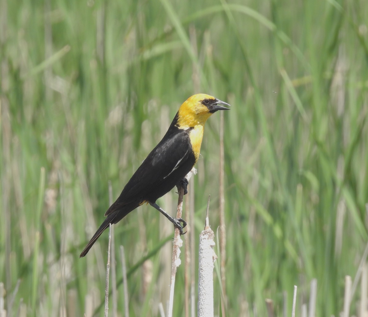 Yellow-headed Blackbird - ML621147751
