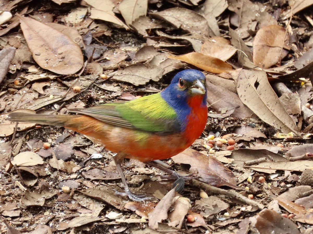Painted Bunting - ML621147755