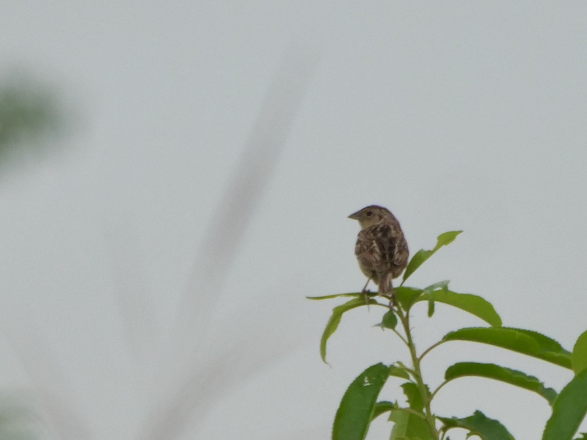 Grasshopper Sparrow - ML621147757