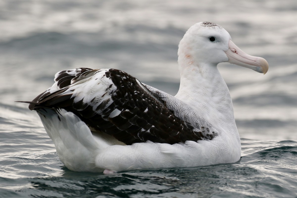 Albatros de las Antípodas (gibsoni) - ML621147758