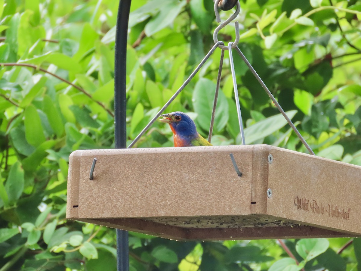 Painted Bunting - Craig Watson