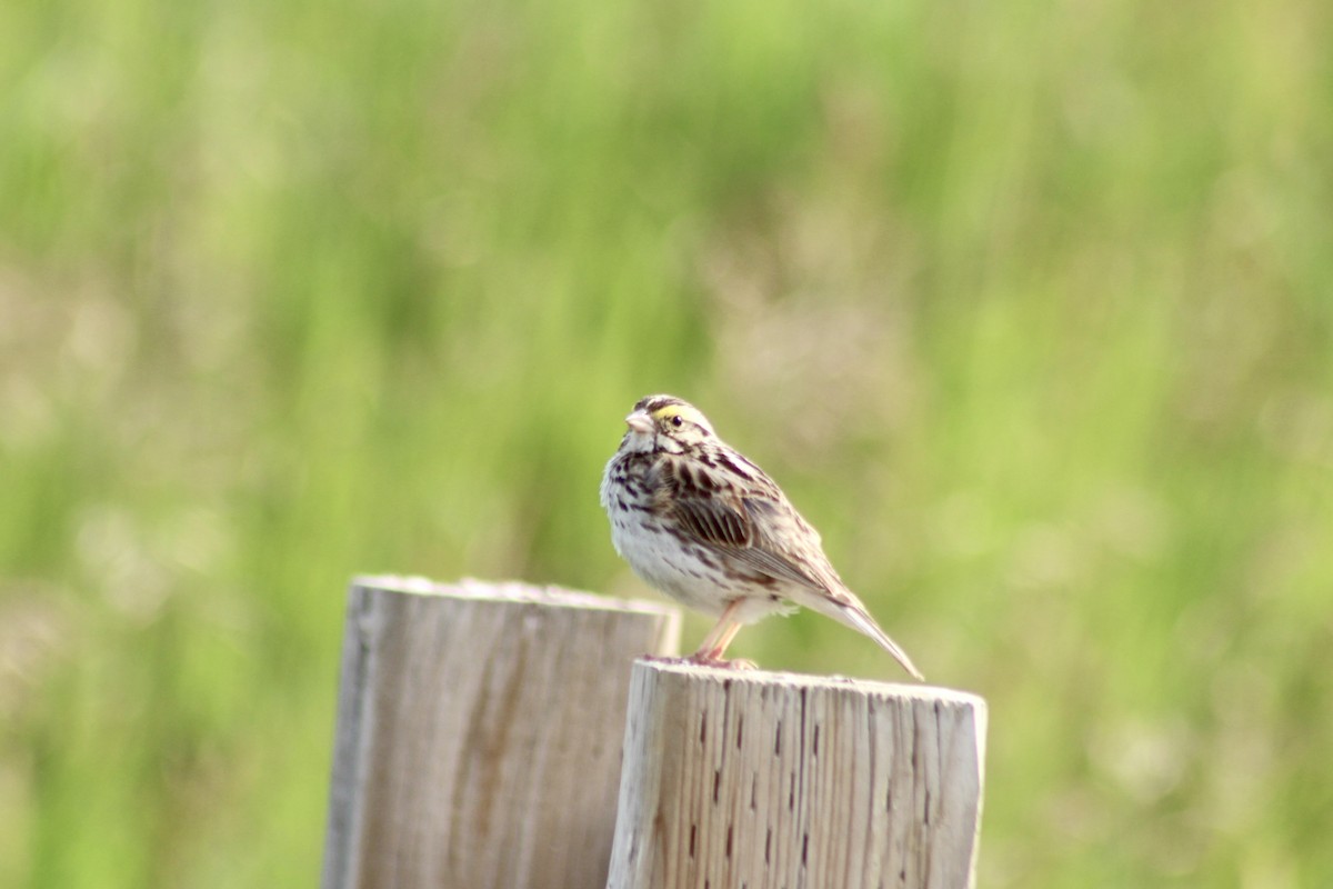 Savannah Sparrow (Savannah) - ML621147798