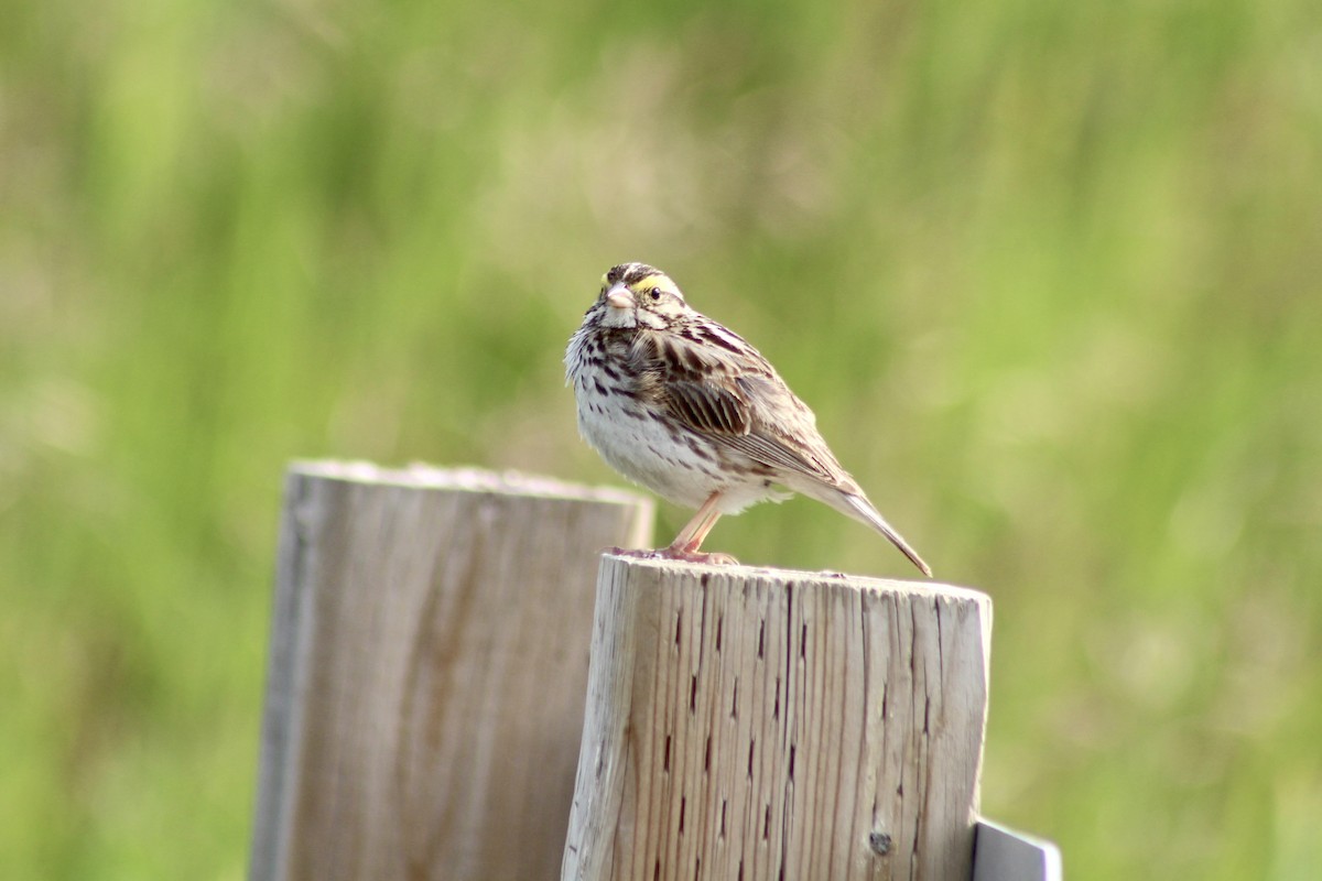 Savannah Sparrow (Savannah) - ML621147800