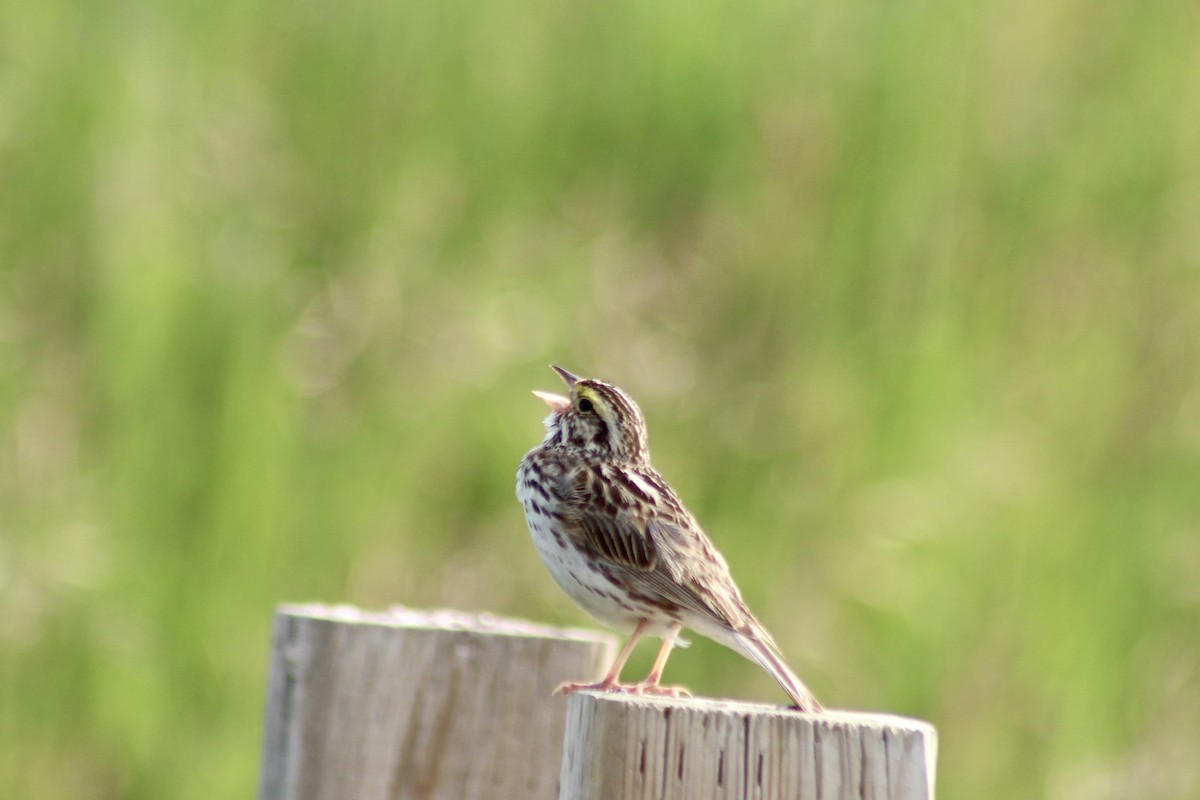 Savannah Sparrow (Savannah) - ML621147801