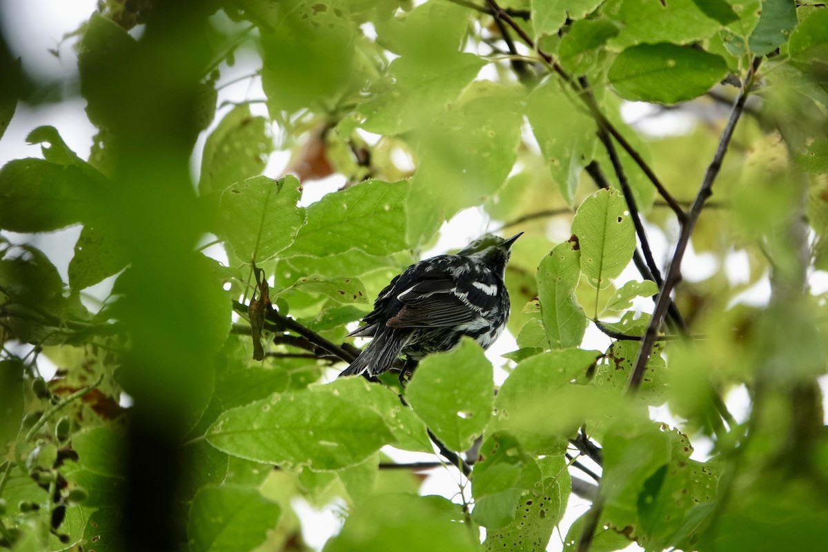 Black-and-white Warbler - ML621147825