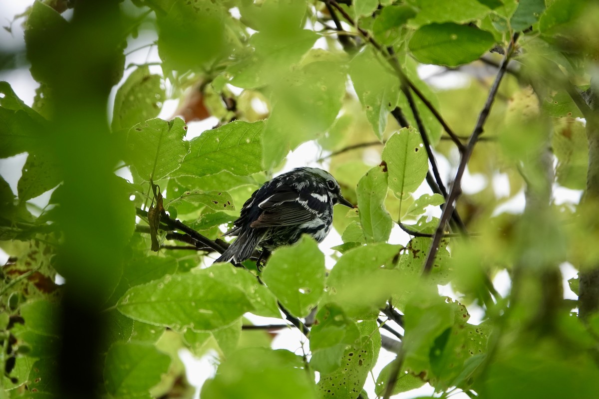 Black-and-white Warbler - ML621147827
