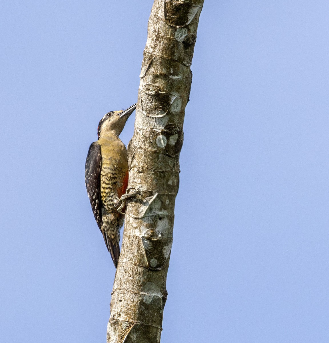 Black-cheeked Woodpecker - ML621147865