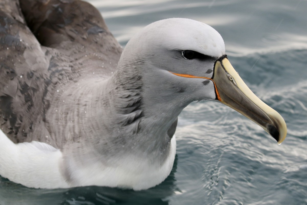 albatros snarský - ML621147889