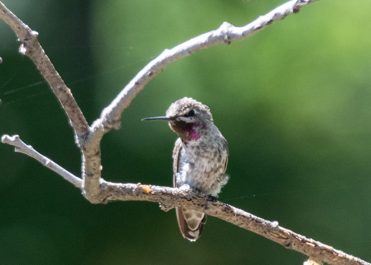 Anna's Hummingbird - ML621147896