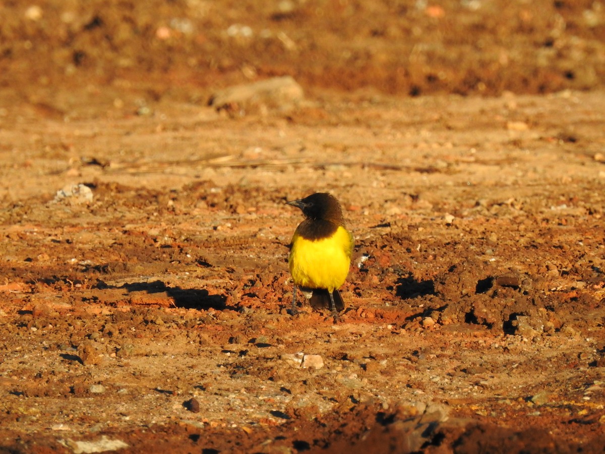 Yellow-rumped Marshbird - ML621147897
