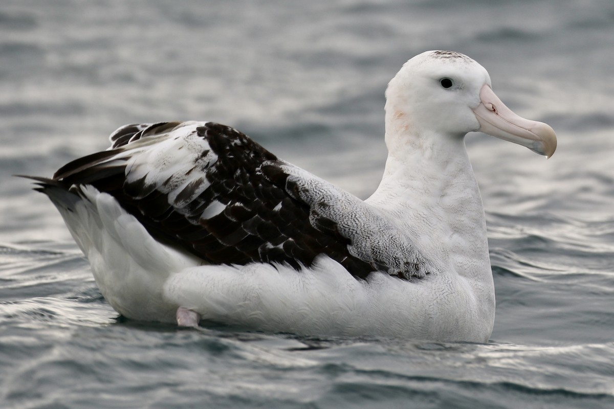 Albatros de las Antípodas (gibsoni) - ML621147930