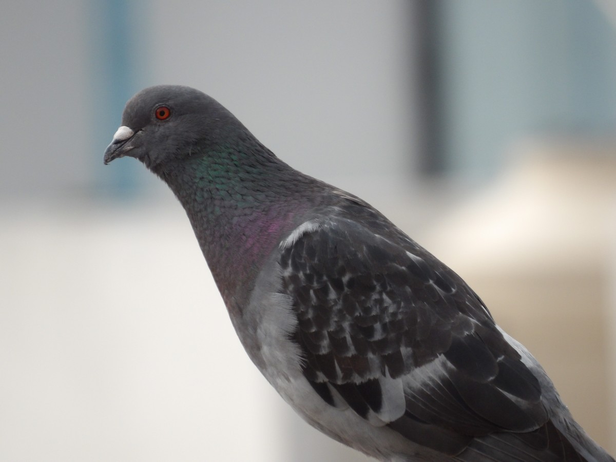 Rock Pigeon (Feral Pigeon) - ML621147934