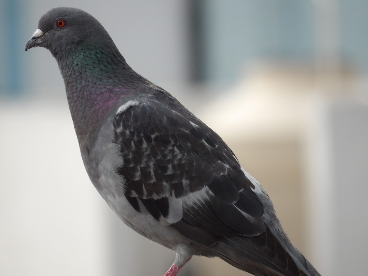 Rock Pigeon (Feral Pigeon) - ML621147936