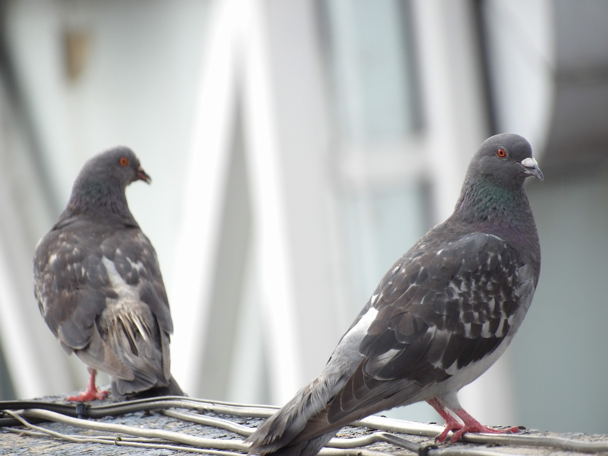 Rock Pigeon (Feral Pigeon) - ML621147943