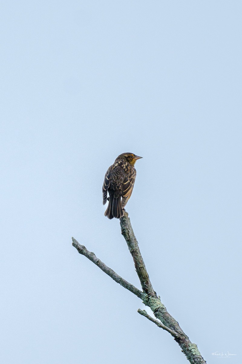 Red-winged Blackbird - ML621147958