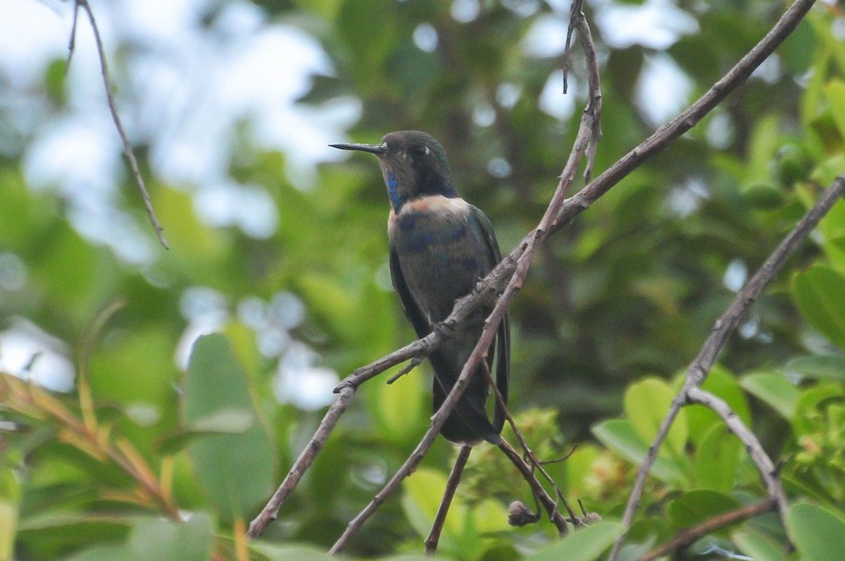 kolibřík čabrakový - ML621147960