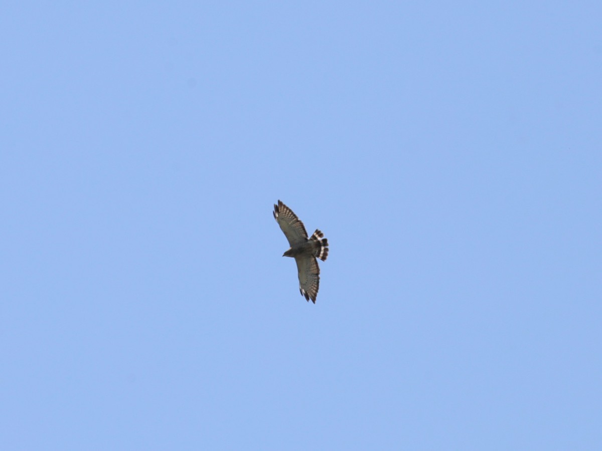 Broad-winged Hawk - ML621147978