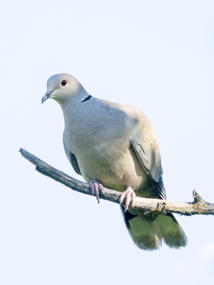 Eurasian Collared-Dove - ML621148020