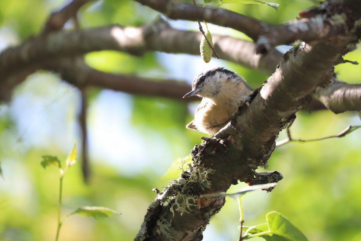 Red-breasted Nuthatch - ML621148057