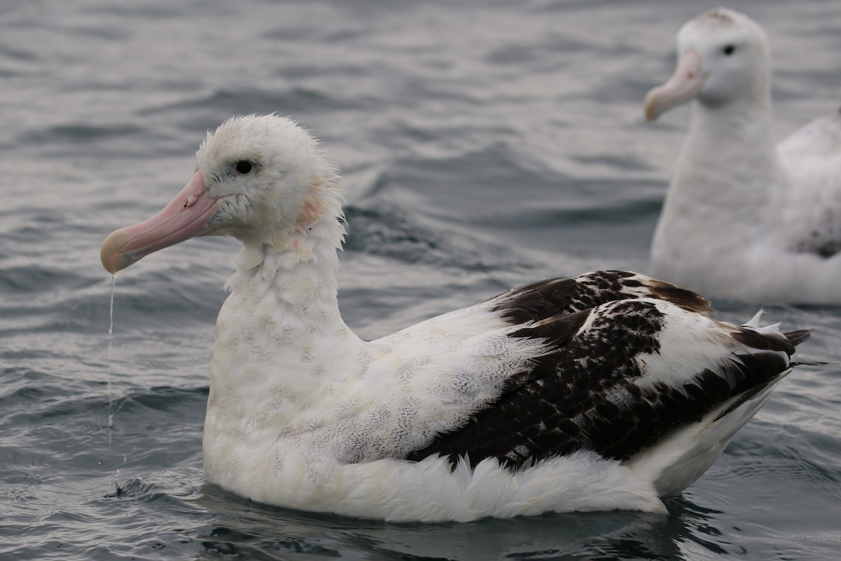 Antipodean Albatross (gibsoni) - ML621148059