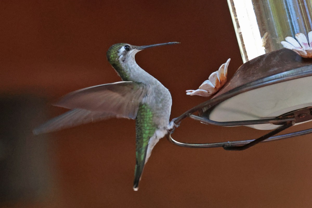 kolibřík skvostný - ML621148060