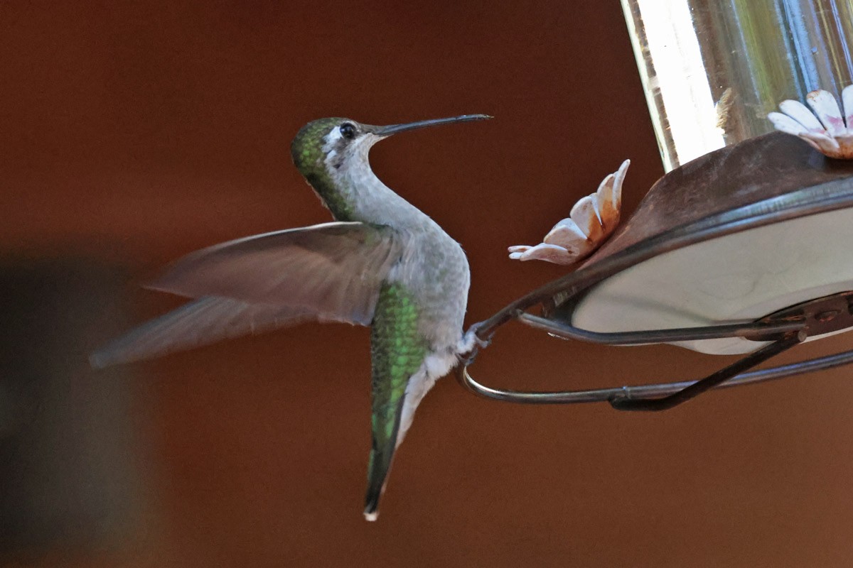 Colibrí Magnífico - ML621148060