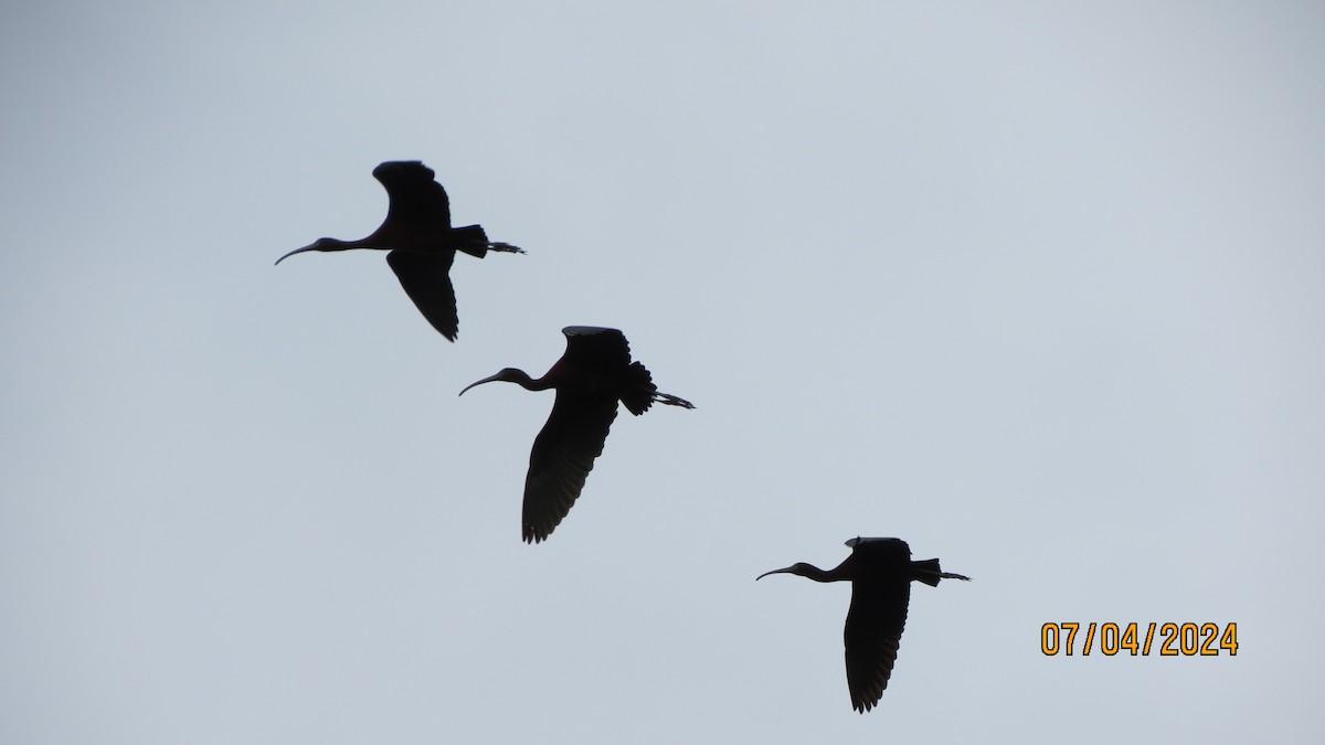 ibis hnědý - ML621148088