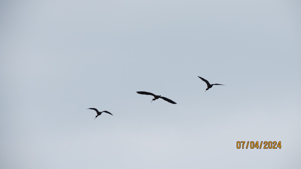 ibis hnědý - ML621148095