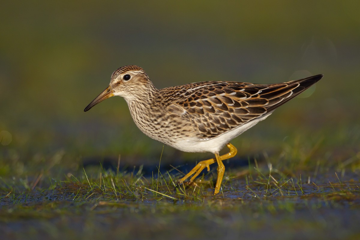 Pectoral Sandpiper - ML621148096