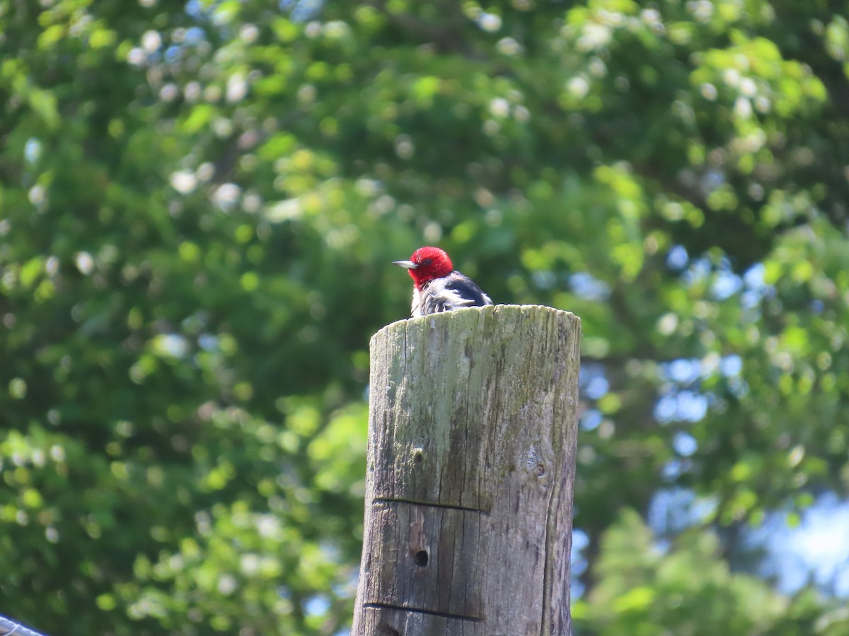 Red-headed Woodpecker - ML621148103