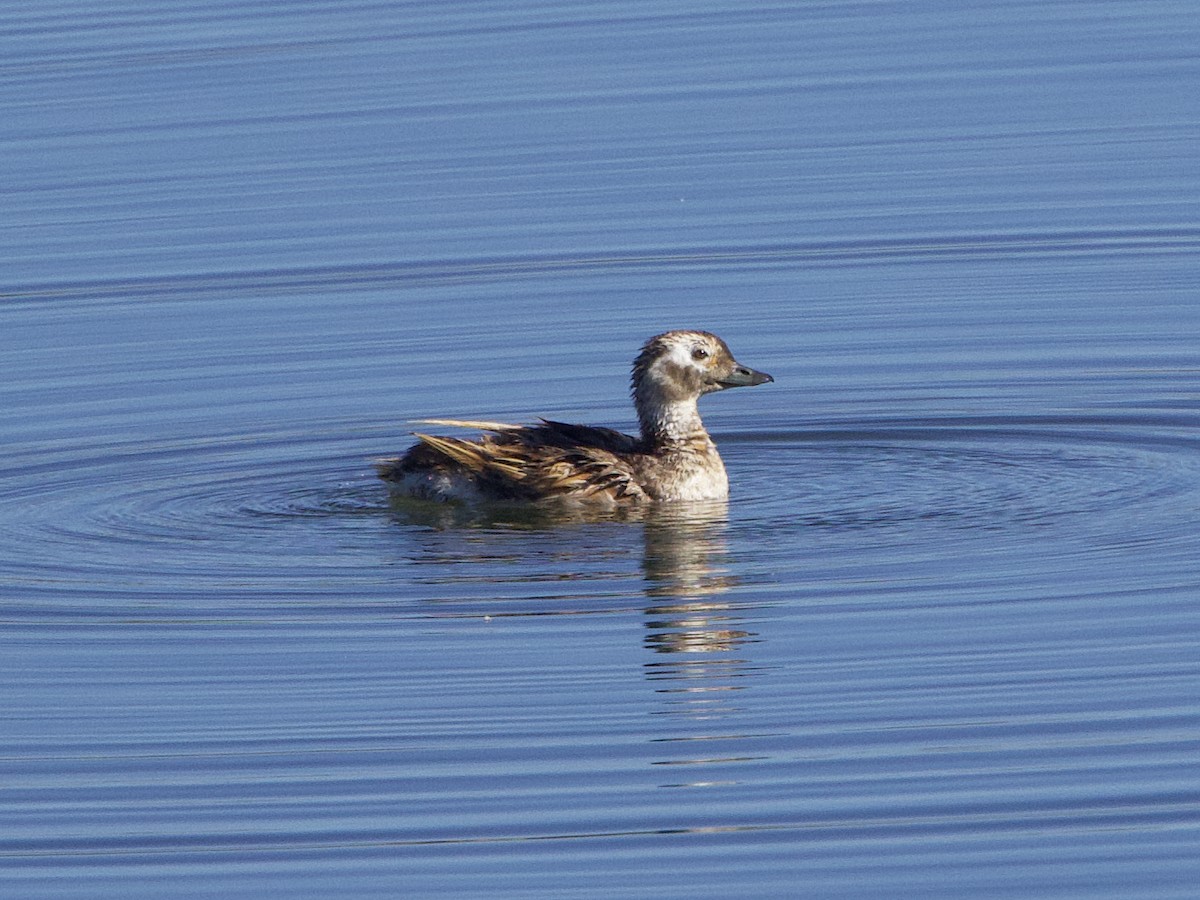 Long-tailed Duck - ML621148104