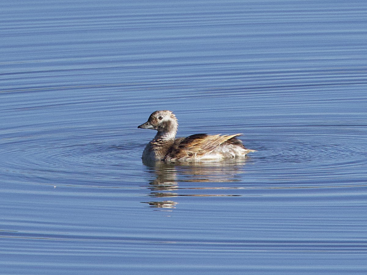 Long-tailed Duck - ML621148105