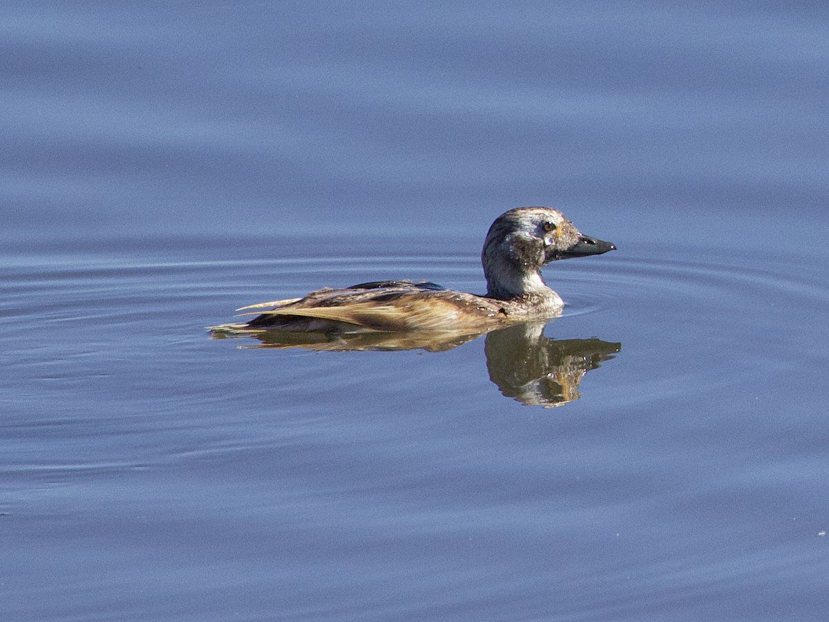 Long-tailed Duck - ML621148106