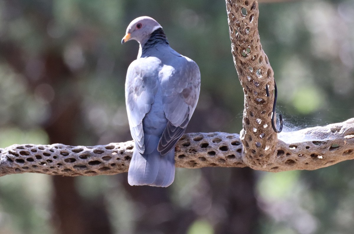 Band-tailed Pigeon - ML621148141