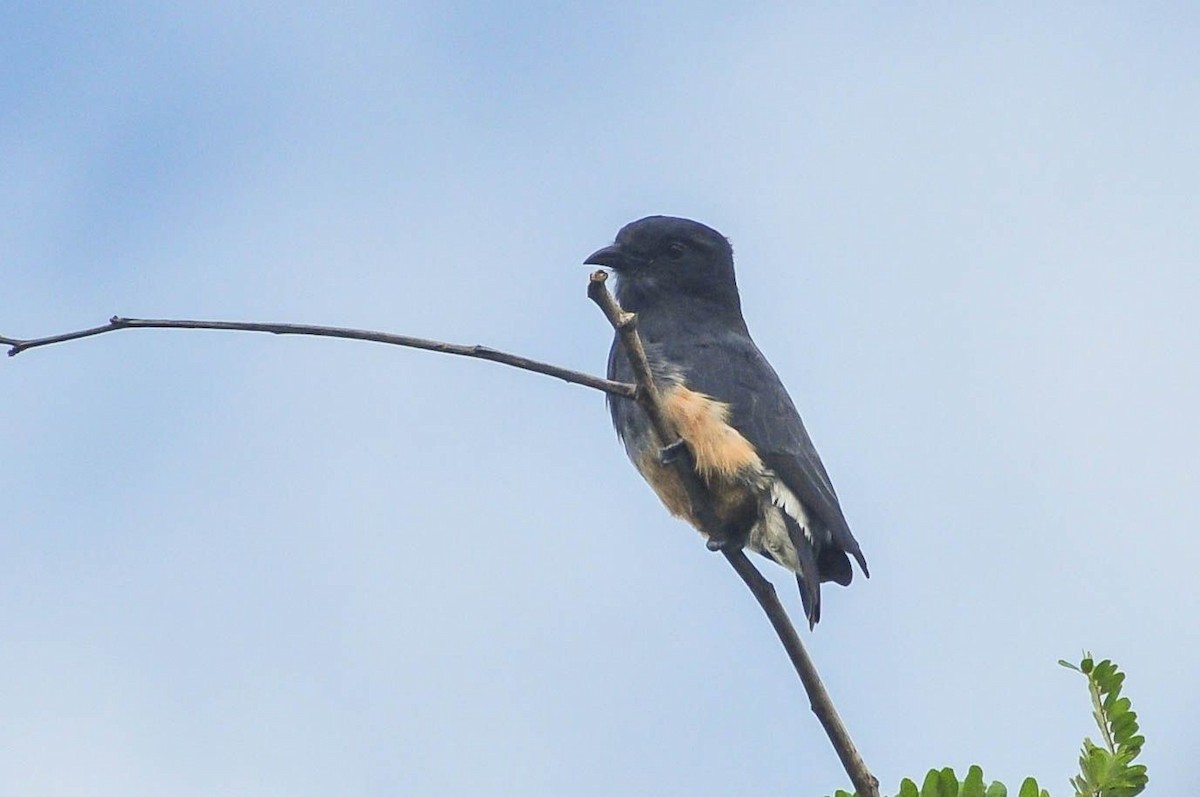 Swallow-winged Puffbird - ML621148153