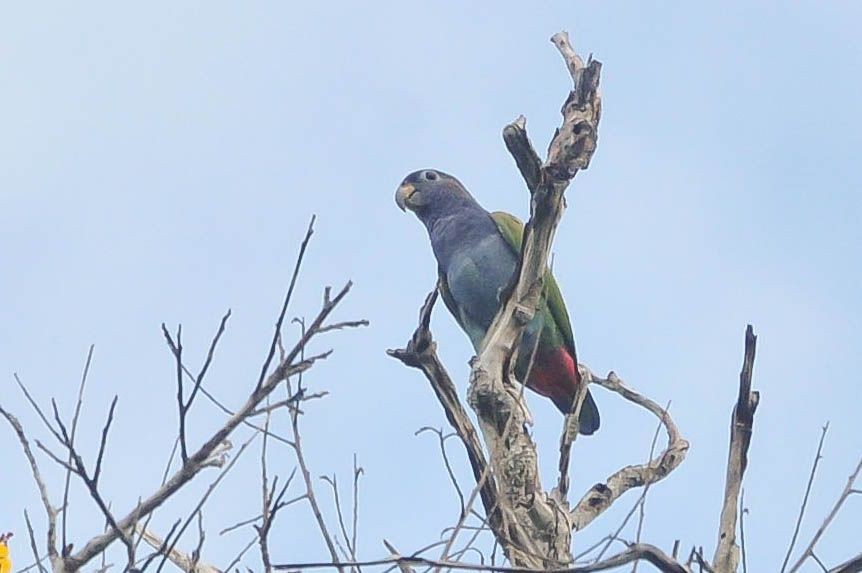 Папуга-червоногуз синьоголовий (підвид boreichenowidini) - ML621148156