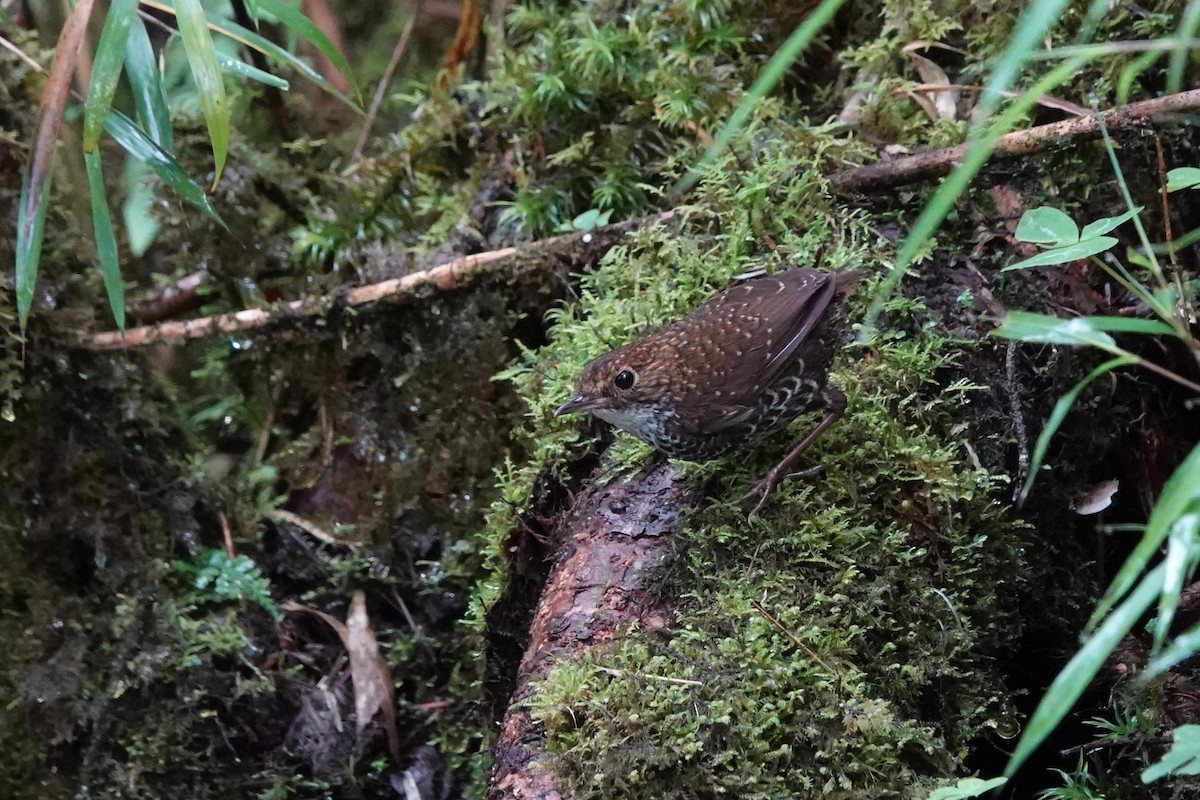 Scaly-breasted Cupwing (Chinese) - ML621148161