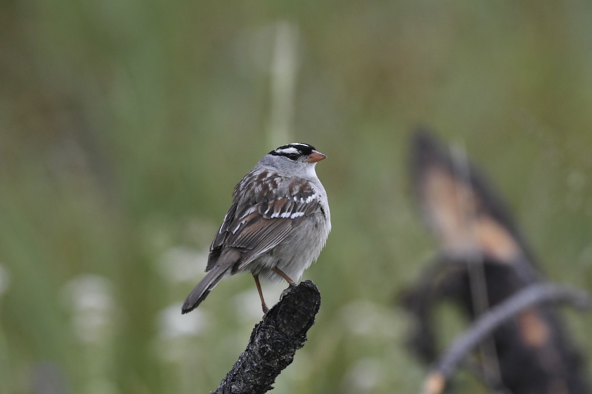 White-crowned Sparrow (oriantha) - ML621148172